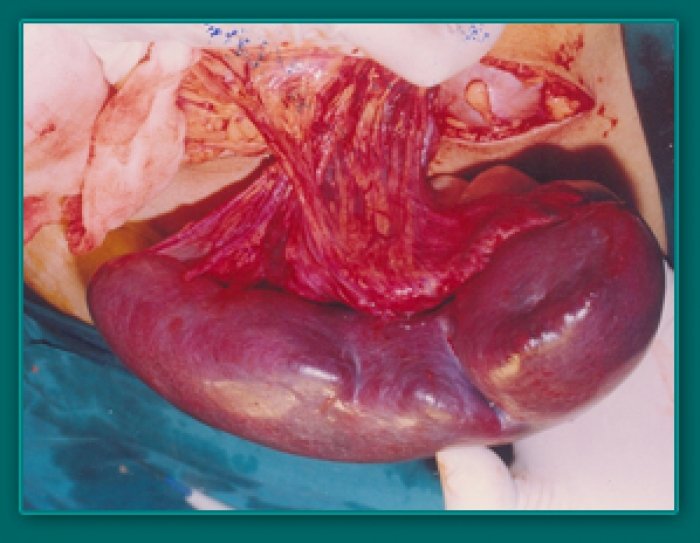 1733835561_35cb59dadb408a2ca092