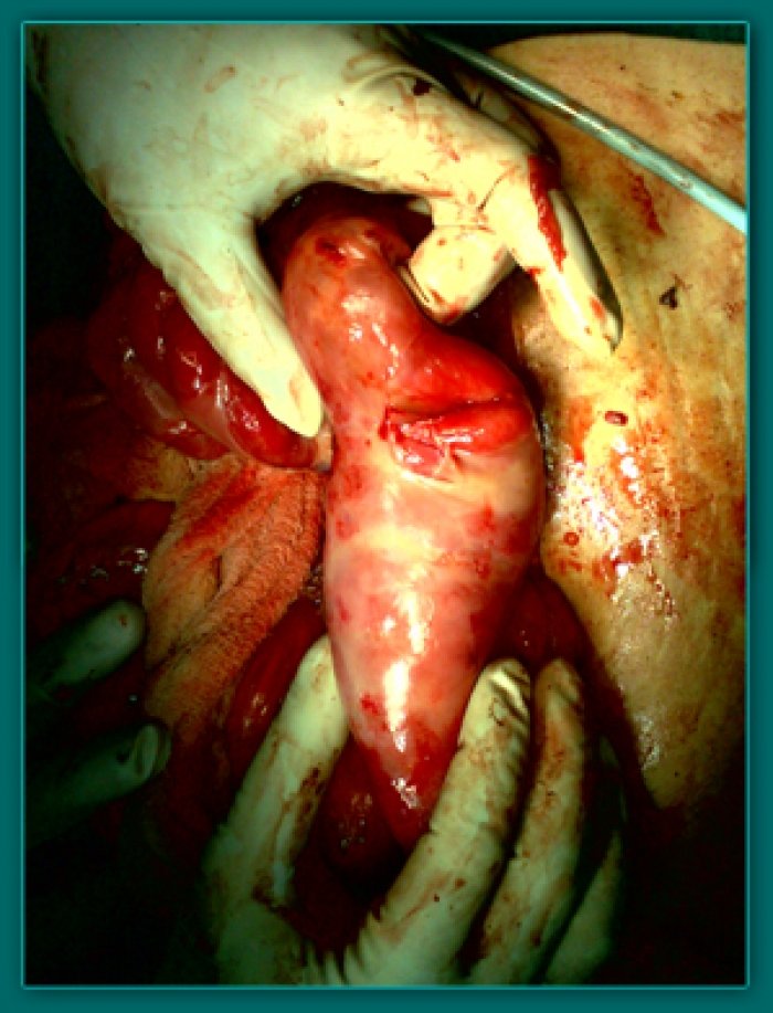 1733836184_3b1a66132719c4bcafd6