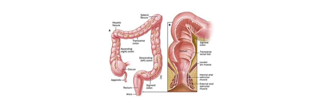 https://drarindam.kre8ivez.com/wp-content/uploads/2026/01/2-colorectal-dr-arindam.png