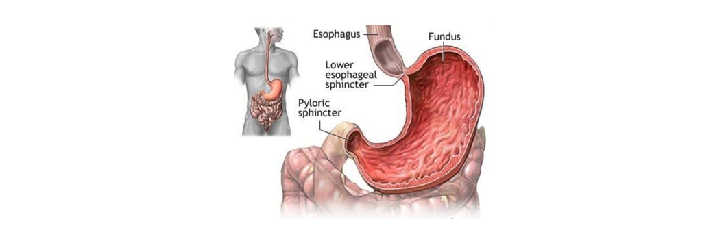 3-Gastric&Reflux-dr-arindam https://drarindam.kre8ivez.com/wp-content/uploads/2026/01/3-GastricReflux-dr-arindam.png