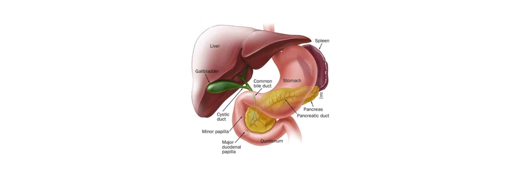 6-Hepatobiliary-dr-arindam https://drarindam.kre8ivez.com/wp-content/uploads/2026/01/6-Hepatobiliary-dr-arindam.png