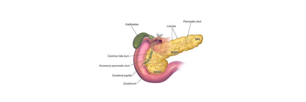 https://drarindam.kre8ivez.com/wp-content/uploads/2026/01/7-Pancreas-dr-arindam.png